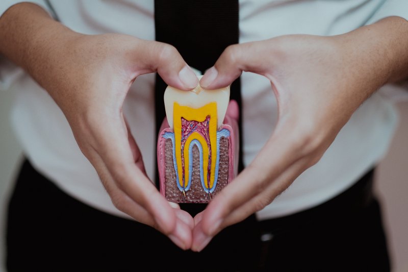 hands holding a model of a tooth